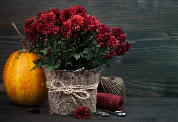 Pote de flores vermelhas do crisântemo — Fotografia de Stock