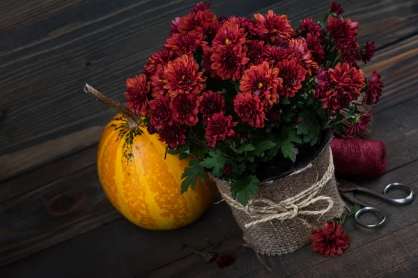 Pote de flores vermelhas do crisântemo — Fotografia de Stock