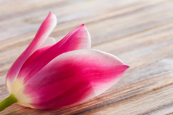 Tulipán amarillo y rosa sobre fondo de madera en mal estado —  Fotos de Stock