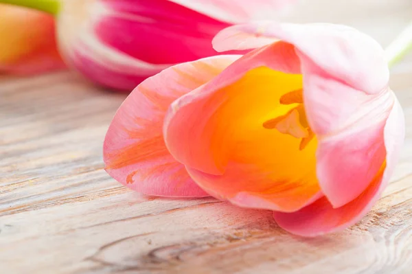 Tulipanes amarillos y rosados sobre fondo de madera en mal estado —  Fotos de Stock