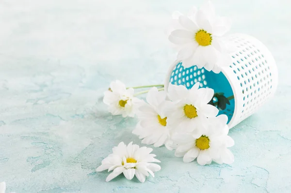 Čerstvé daisy květiny na pastelové modré betonový stůl — Stock fotografie