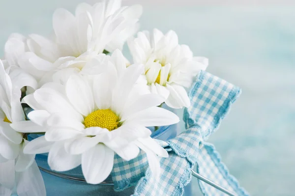 Fiori di margherita freschi primo piano sul tavolo blu pastello — Foto Stock