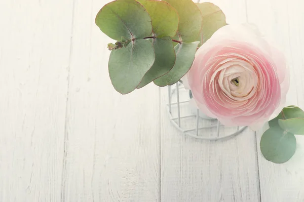 Ranúnculo rosa sobre fondo de madera blanca —  Fotos de Stock