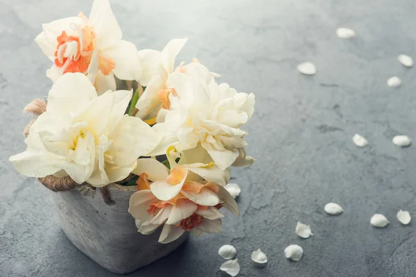 Jonquilles en pot de fleurs sur fond de béton foncé — Photo