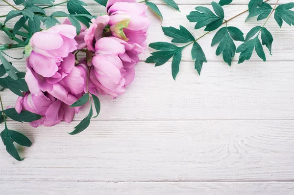 Peonías y hojas rosadas —  Fotos de Stock