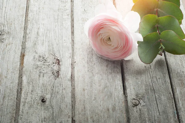 Ranúnculo rosa sobre fondo de madera —  Fotos de Stock