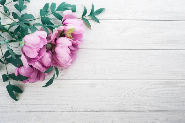 Peonías y hojas rosadas —  Fotos de Stock