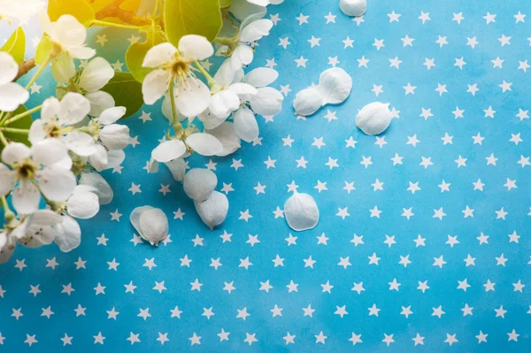 Flor sobre fondo de estrellas azules —  Fotos de Stock