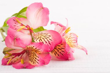 Alstromeria çiçek ahşap arka plan üzerinde