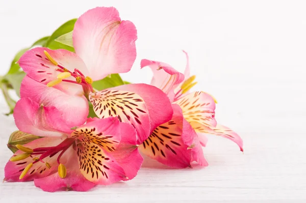 Alstromeria flowers on wooden background — Stock Photo, Image