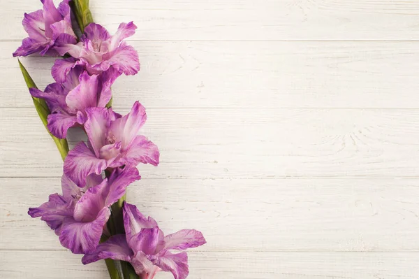 Gladiole violet sur table blanche — Photo