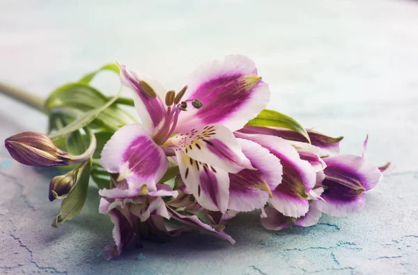 Alstromeria flowers on blue concrete background — Stock Photo, Image