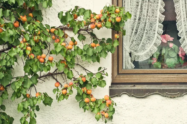 Apricot fruits on a tree branch — Stock Photo, Image