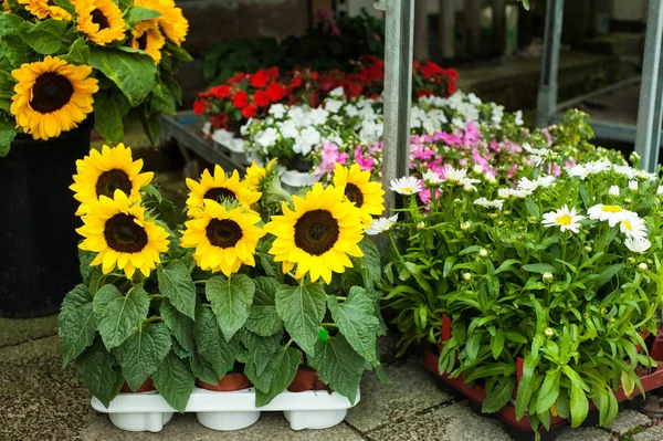 Sunflowers and daisies in flower shop