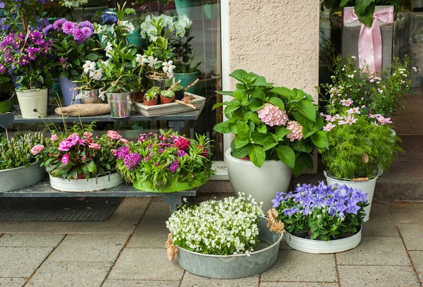 Біло-фіолетові квіти в квітковому магазині — стокове фото