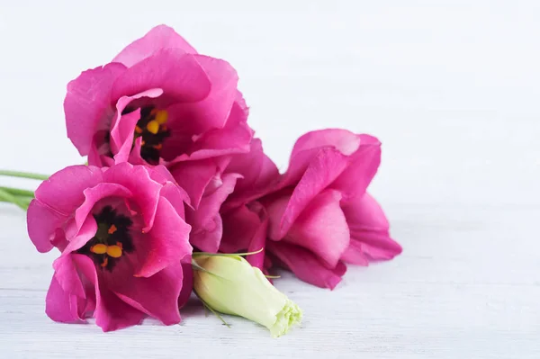 Kwiaty różowe eustoma fioletowa — Zdjęcie stockowe