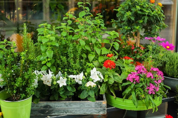Зелень і квіти в квітковому магазині — стокове фото
