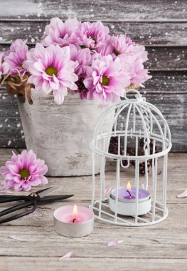 Makas ile beton tencerede pembe krizantem