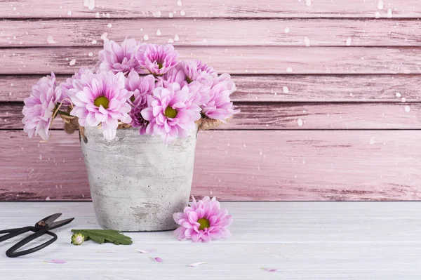 Chrysanthème rose en pot de béton avec ciseaux — Photo