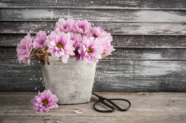 Różowy chrysanthemum w konkretnych garnek z nożyczkami — Zdjęcie stockowe