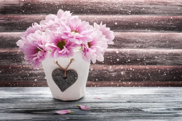 Chrysanthème rose en pot de béton — Photo