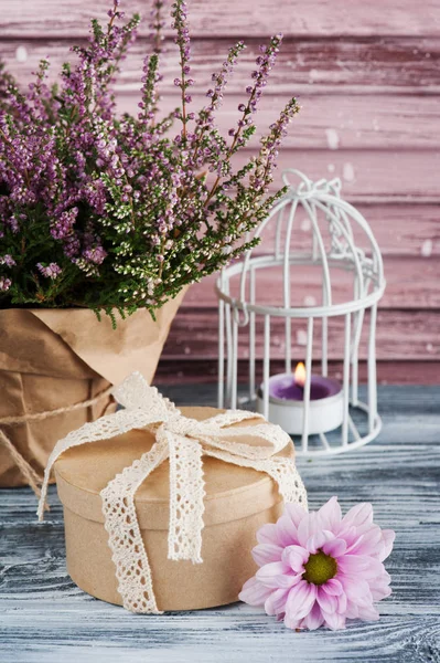 Rosa Heidekraut im Topf, Geschenkbox mit Spitzenschleife — Stockfoto