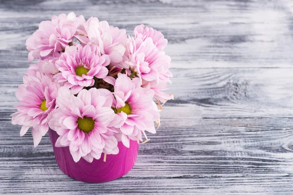 Chrysanthème rose en pot — Photo