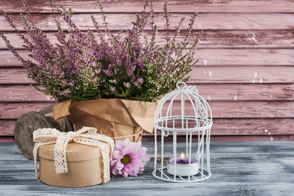 Rosa Heidekraut im Topf, Geschenkbox mit Spitzenschleife — Stockfoto