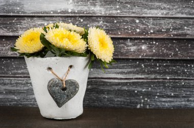 Beton tencerede sarı krizantem 