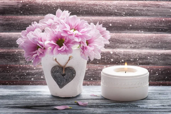 Рожева хризантема в бетонному горщику — стокове фото