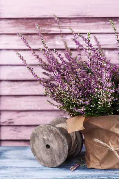 Rosa Heidekraut im Topf, alte Fensterläden — Stockfoto