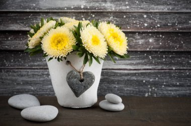 Beton tencerede sarı krizantem 