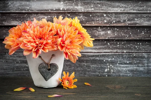 Crisantemo arancione in vaso di cemento — Foto Stock