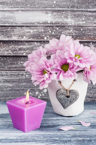 Roze chrysant in concrete pot — Stockfoto