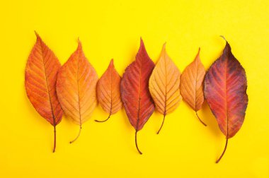 Üstten Görünüm kırmızı ve sarı yaprakları