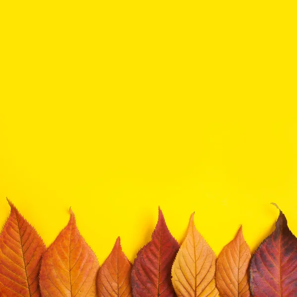 Vista superior de folhas vermelhas e amarelas — Fotografia de Stock
