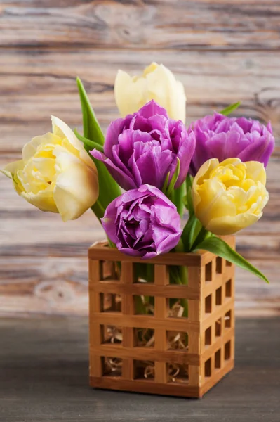 Flor de tulipán amarillo púrpura —  Fotos de Stock