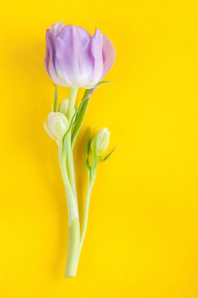 Flores de tulipán púrpura en amarillo —  Fotos de Stock