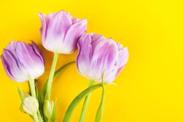 Fleurs de tulipes violettes sur fond jaune — Photo