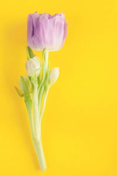 Flores de tulipán púrpura en amarillo —  Fotos de Stock