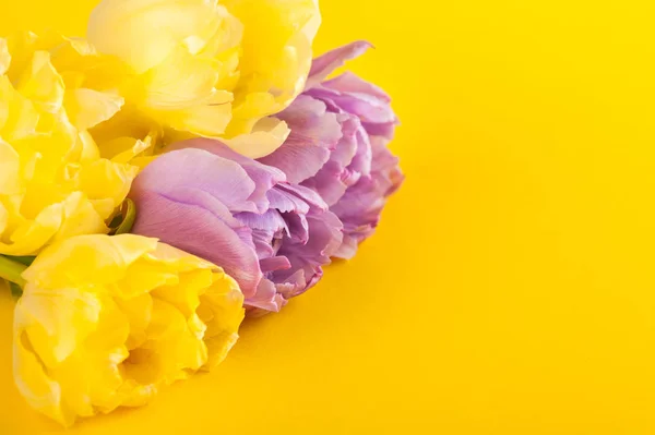 Tulipanes amarillos púrpura y espacio de copia —  Fotos de Stock