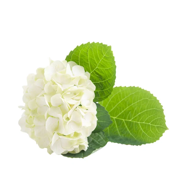 Hortensia Verte Blanche Fleurs Feuilles Isolées Sur Fond Blanc — Photo