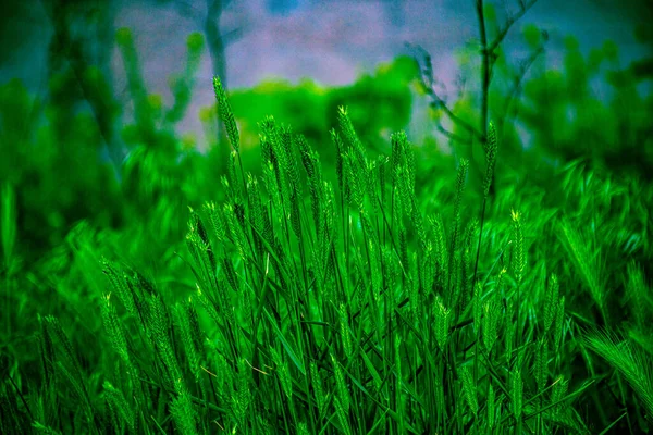 Achtergrond Groen Gras Het Voorjaar — Stockfoto