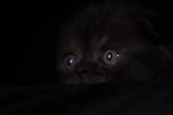 Chaton noir moelleux sur un fond noir. Photo en studio — Photo