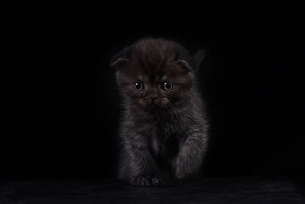 Пушистый чёрный котёнок на чёрном фоне. Фото в студии — стоковое фото