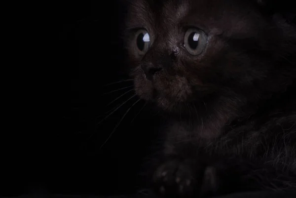 Puszysty czarny kociak na czarnym tle. — Zdjęcie stockowe