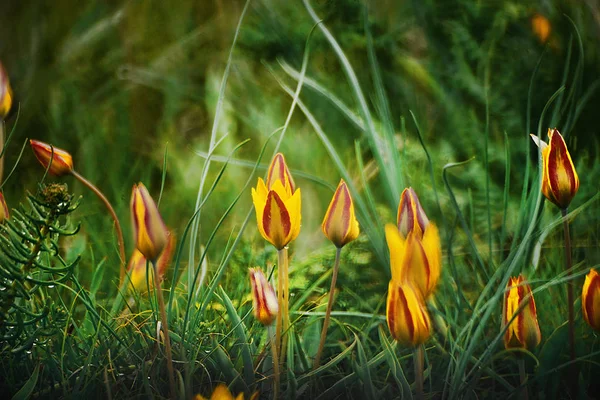 Tulipes printanières en floraison.Extérieur — Photo