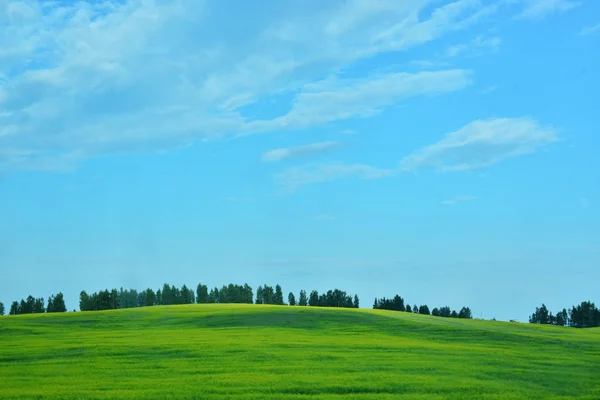 Blommande gult fält med en remsa av träd vid horisonten med en blå himmel — Stockfoto