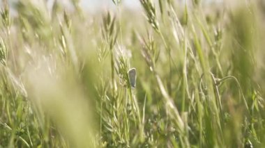 Kelebek kanatlarını yeşil açıyor