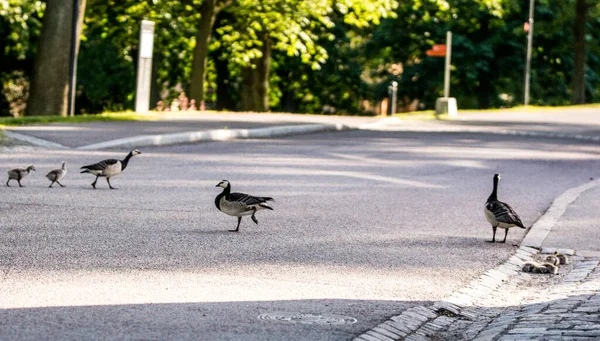 Gansos Canadá Cuidando Seus Filhos Nas Ruas Estocolmo Suécia — Fotografia de Stock